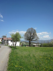 Strada di campagna con prato fiorito albero gigante e villaggio