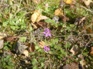 wild flower in the forest with very small purple blossom