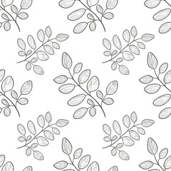 Moringa. Branch, leaves. Background, wallpaper, seamless. Sketch. Monophonic