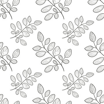Moringa. Branch, leaves. Background, wallpaper, seamless. Sketch. Monophonic
