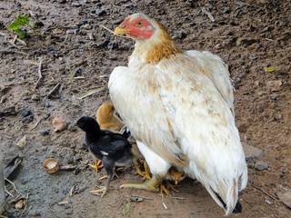 chicken on the farm