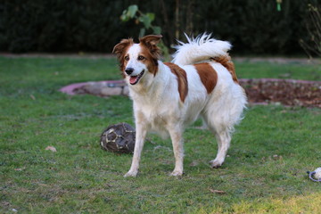 Braun wei&szlig;er Hund sitzt, liegt und spielt im Garten.