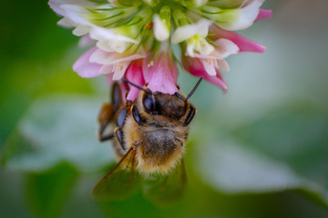Bee