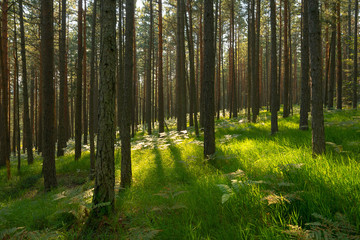 Fototapeta na wymiar Morning in pine forest.