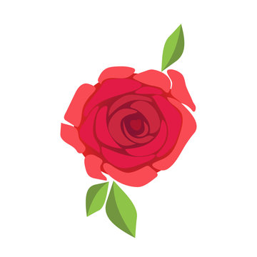 Image of beautiful red rose isolated on white background. Vector EPS10