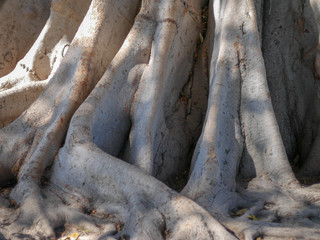 Roots of an old ancient tree that has been growing for many years