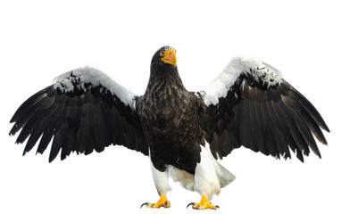 Adult Steller's sea eagle spreading wings.  Scientific name: Haliaeetus pelagicus. Isolated on white background. © Uryadnikov Sergey