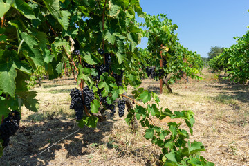 Fototapeta na wymiar Ripe grapes in a vineyard, grape harvest concept