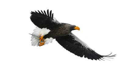 Adult Steller's sea eagle with fish in flight.  Scientific name: Haliaeetus pelagicus. Isolated on white background.