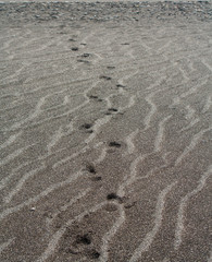 Fototapeta na wymiar footprints in the sand. wavy texture of sandy beach on east coast of pacific ocean