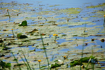 water lily in the pond