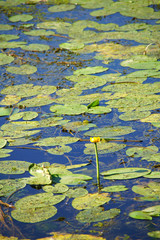 water lily in pond