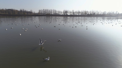 Flight with gulls above the lake surrounded by forest on a sunny day