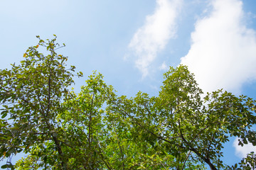 Background and texture of green tree and blue sky.