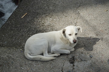 stray dog