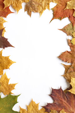 autumn frame with copy space/dry fallen leaves from the maple trees on a white background top view