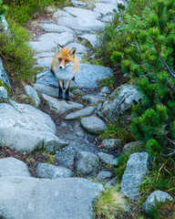 Meeting of red fox on the trail.