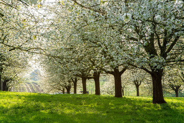 Fototapeta premium Cherry tree blossom, spring season in fruit orchards in Haspengouw agricultural region in Belgium, landscape