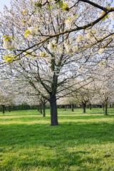 Naklejka premium Cherry tree blossom, spring season in fruit orchards in Haspengouw agricultural region in Belgium, landscape