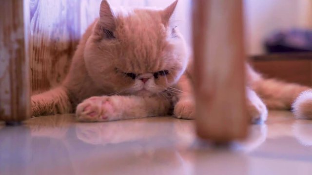 Plumpy Persian cat is bathing himself calmly
