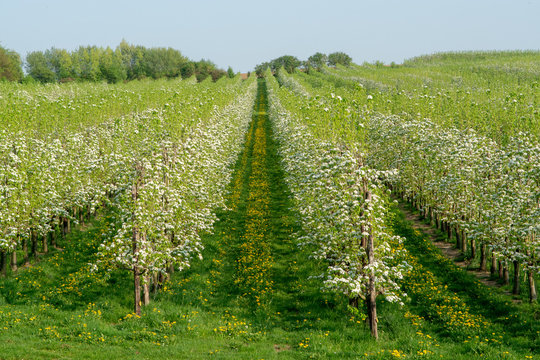 Apple tree blossom, spring season in fruit orchards in Haspengouw agricultural region in Belgium, landscape