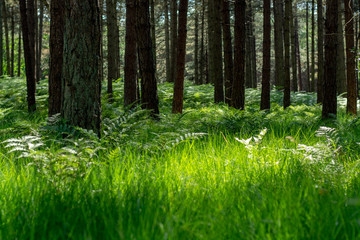 Obraz premium Kempen forest in Brabant, Netherlands, healthy walking in sunny day in pine forest with green grass