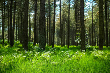 Kempen forest in Brabant, Netherlands, healthy walking in sunny day in pine forest with green grass