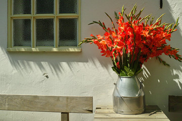 Big bouquet of red gladiolus flowers in old milk can on table outdoor in sunny lights, beautiful decoration near white house wall