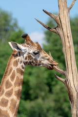 Giraffe animal in safari park close up