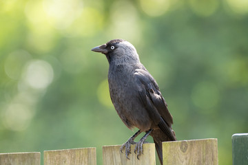 Adult Western Jackdaw from crow family sitting on wooden fence close up