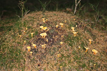 Wilde Pfefferlinge im Wald