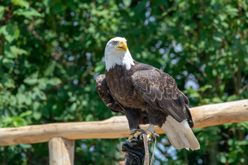 National animal of USA white-tailed big American bald eagle bird close up
