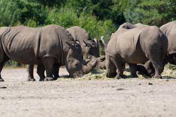 Obraz premium Group of big adult African black rhinoceros eating grass in safari park