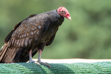 Turkey buzzard or John crow large bird, the most widespread of the New World vultures