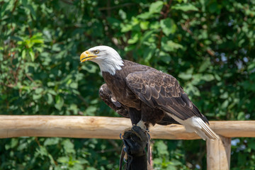 National animal of USA white-tailed big American bald eagle bird close up