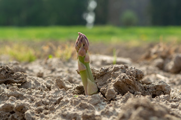 New season of green asparagus, field with growing green asparagus vegetable