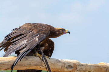 Golden eagle, Aquila chrysaetos, one of the best-known large birds of prey in the Northern Hemisphere
