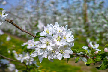 Cherry tree blossom, spring season in fruit orchards in Haspengouw agricultural region in Belgium, landscape