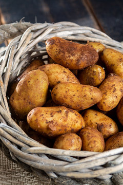 New harvest potatoes not washed with soil on table