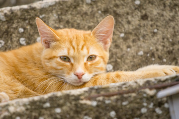 Fototapeta na wymiar A beautiful young orange cat lying on a concrete stairway in the courtyard
