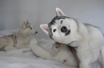 2 husky encima de una cama, uno mirando a cámara enfocado y otro detrás de perfil desenfadado