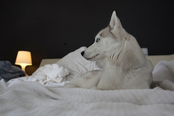 perro husky en habitación encima de la cama con lámpara encendida y pared de fondo negra © marian