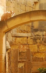 Cat on the arch in Malta