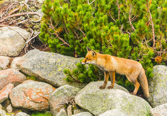 Red fox poses for a picture.