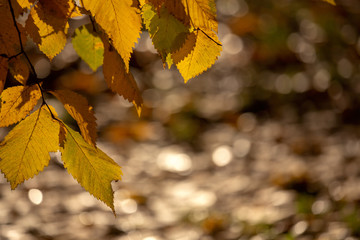Autumn leaves on the sun. Fall blurred background.
