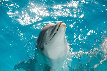 portrait of a happy smiling bottlenose dolphin in blue water. Dolphin Assisted Therapy