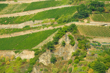 Tiered vineyards along the Rhine River in Germany