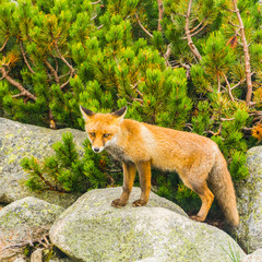 Red fox posing on a boulder to photograph.