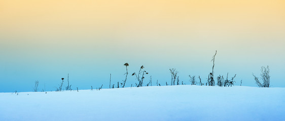 Dry plants in the snow with a blue tint and orange backlight from the top