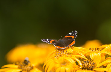 admiral butterfly on flower